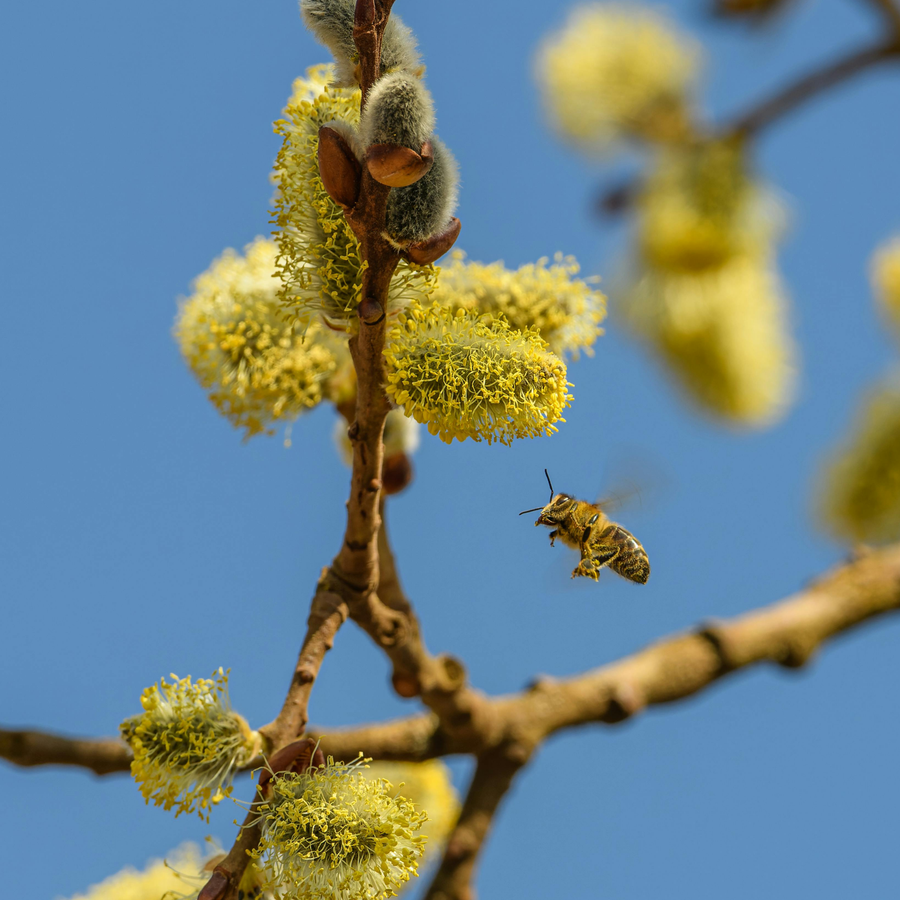 Allergies de printemps et microbiote : le rôle clé de votre intestin
