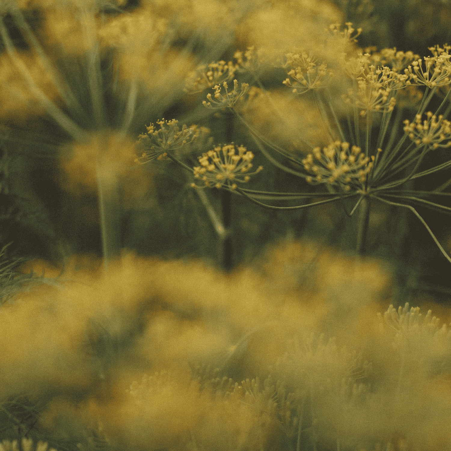 Plantes et digestion : Ce que la Nature fait pour vous